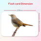 Hungry Brain Birds Flash Cards
