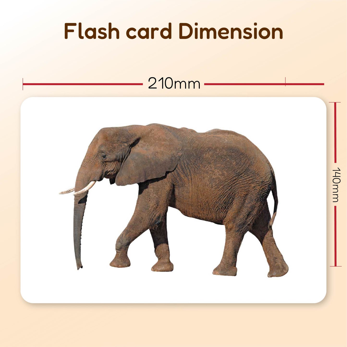 Hungry Brain Domestic Animals Flash Cards